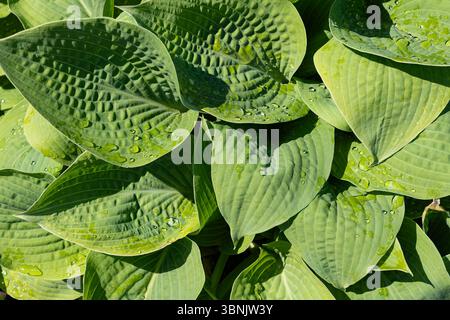 Nahaufnahme mit frischen Tautropfen auf leuchtend grünen Blättern bei natürlichem Sonnenlicht, die die Textur und organische Schönheit des üppigen Blattes zeigen Stockfoto