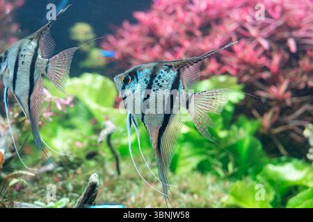 Ein beeindruckendes Bild von Pterophyllum scalare, dem Engelfisch, der anmutig in einem lebendigen Aquarium mit üppigen grünen Pflanzen und rosafarbener Wasserflora gleitet Stockfoto