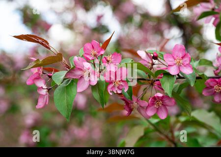 Ein lebendiger Apfelbaum in voller Blüte mit atemberaubenden rosa und weißen Blüten. Ideal für die Verwendung als Desktop-Hintergrundbild, das das Wesen des Frühlings einfängt Stockfoto