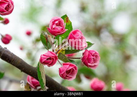 Ein lebendiger Apfelbaum strotzt mit rosafarbenen Blüten und zeigt die Frische des Frühlings in einer ruhigen Gartenumgebung. Perfekt für Desktop-Hintergrundbilder und botan Stockfoto