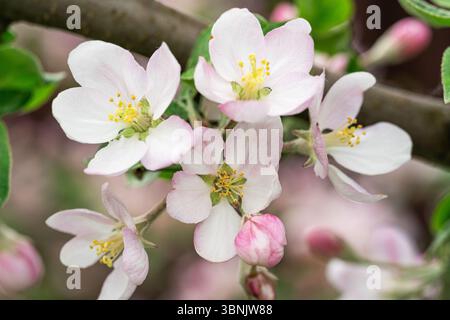 Ein lebendiger Apfelbaum in voller Blüte mit zarten rosa und weißen Blüten vor einem üppigen grünen Hintergrund. Ideal für Frühlingsgarten und bota Stockfoto