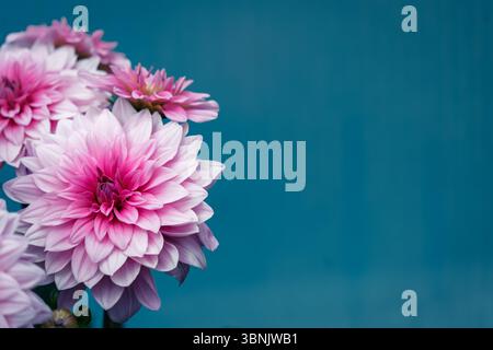 Atemberaubende Nahaufnahme rosafarbener Dahlienblüten in voller Blüte, die ihre zarten Blütenblätter vor einem ruhigen blauen Hintergrund präsentieren und das Wesen von verkörpern Stockfoto