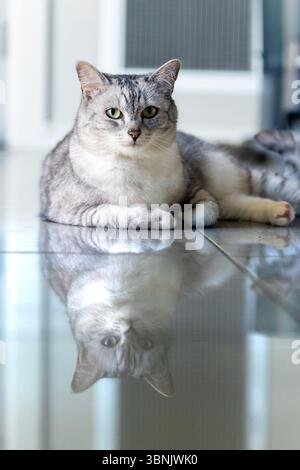 Eine ruhige graue Katze mit auffälligen Augen liegt auf einem glänzenden Fliesenboden in einem gemütlichen australischen Zuhause. Seine entspannte Haltung und sein ruhiger Ausdruck vermitteln einen Sinn Stockfoto