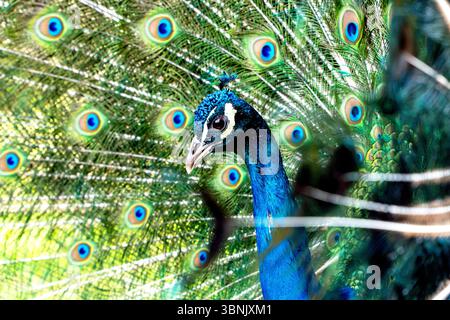 Ein markanter männlicher Pfau, bekannt als Pavo cristatus, zeigt stolz sein lebendiges und schillerndes Gefieder in vollem Fächer. Die lebendigen Farben und das komplizierte Muster Stockfoto