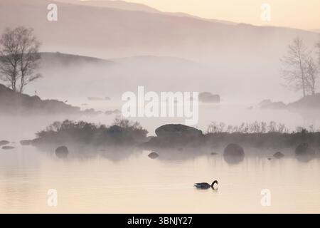 Eine ätherische Szene, in der ein Schwan über einen nebeligen See gleitet, unter weichem, diffusem Licht mit entfernten Silhouetten von Bäumen und sanften Hügeln in Glencoe Stockfoto
