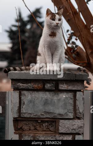 Eine weiße Hauskatze mit braunen Flecken sitzt auf einer Steinmauer in einem Garten. Sein aufmerksamer Blick beobachtet die Umgebung und hebt ihre neugierigen und hervor Stockfoto