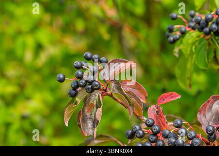 Cornus sanguinea ist eine mehrjährige Pflanze der Sodfamilie. Ein hoher Strauch mit kleinen Blumen und schwarzen, ungenießbaren Beeren. Der Turf-Brunnen wird als Schmuck angebaut Stockfoto