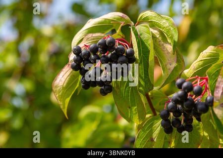 Cornus sanguinea ist eine mehrjährige Pflanze der Sodfamilie. Ein hoher Strauch mit kleinen Blumen und schwarzen, ungenießbaren Beeren. Der Turf-Brunnen wird als Schmuck angebaut Stockfoto