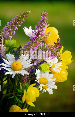 Buntes Blumenstrauß aus Wildblumen, die hoch in den Bergen gesammelt werden Stockfoto