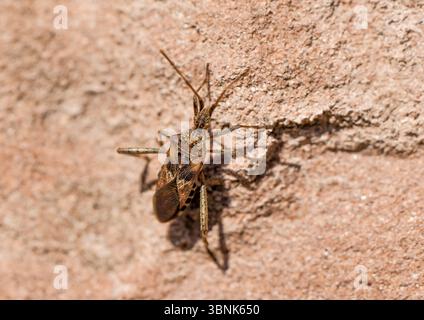 Amerikanische Kiefernwanze auf felsigem Boden. Leptoglossus occidentalis. Westliche Nadelbaumsaat-Bug. Stockfoto