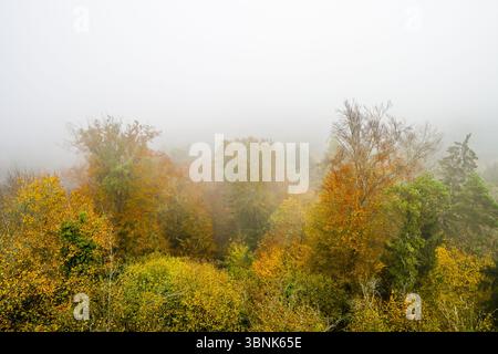 Blick auf einen bunten Wald im Nebel. Landschaft in der Pfalz im Herbst. Stockfoto