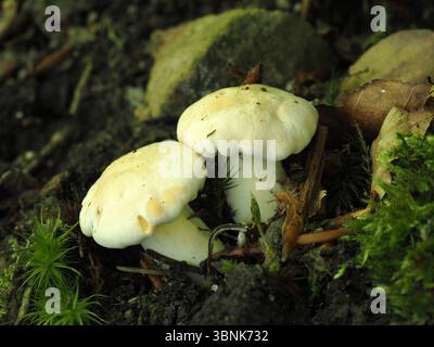 Blasse Laubwald-Pfifferlinge sind typische Sommerpilze. Sie können handtellergroß werden und haben den für Pfifferlinge typischen, fruchtigen Geruch nach Mirabellenkompott Bad Sooden-Allendorf Hessen Deutschland *** blasslaubmilchige Waldpfifferlinge sind typische Sommerpilze Sie können bis zur Größe der Handfläche wachsen und haben den fruchtigen Geruch von gedünsteten Mirabellen typisch für Pfifferlingen Bad Sooden Allendorf Hessen Deutschland Stockfoto