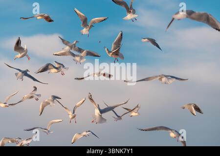 Vogelherde Möwe, die während eines sonnigen Tages über das Meer fliegt Stockfoto