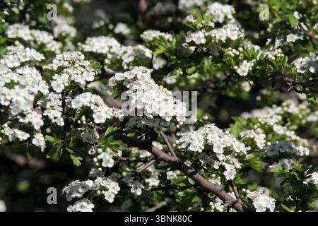 Weiße Blüten auf einer Weißdornpflanze (Crataegus) im Garten Stockfoto