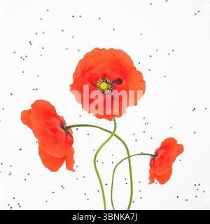 Abstrakte Collage-Illustration von drei roten Mohnblüten, die in weiß mit schwarzem Mohnsamen Hintergrund stehen. Grunge, Rauschen, Bewegungsunschärfe und g Stockfoto