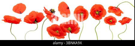 Set aus verschiedenen roten Mohnblüten und Blütenblättern isoliert auf weißem Hintergrund. Einige Blüten weisen eine geringe Schärfentiefe auf Stockfoto