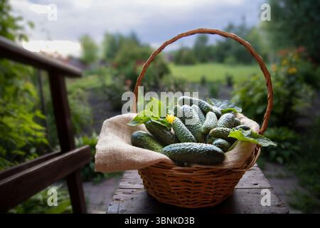 Frische Bio-Gurken mit grünen Blättern und gelben Blüten im Korb auf Sackleinen, auf Holztisch im Garten, Konzept der Sommerernte und Stockfoto