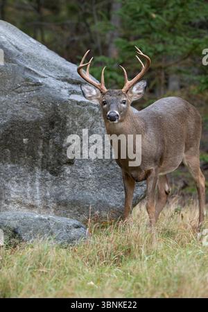 Weißwedelhirsche (Odocoileus virginianus). Reifen Buck während der Paarungszeit. Acadia National Park, Maine, USA. Stockfoto