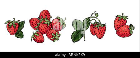 Ein Satz reifer Erdbeeren in verschiedenen Gruppen und Anordnungen. Enthält einzelne Beeren, Trauben und einen Zweig mit Blättern. Perfekt zum Essen Stock Vektor