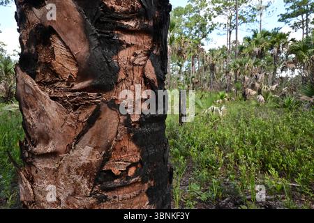 Halb verbrannte Baumrinde von Waldfeuer Stockfoto