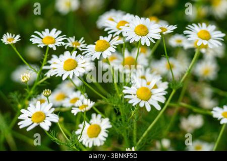 Bayern, Deutschland - 01. Juli 2025: Gänseblümchen tanzen im warmen Sommerwind auf einer saftig grünen Wiese. *** Gänseblümchen tanzen im warmen Sommerwind auf saftig grüner Wiese. Stockfoto