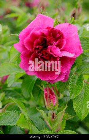 Rosa Rugosa. Tiefrosa große Blüten der Rosa rugosa Hansa Blüten, eine duftende Strauchrose mit Doppelblüten, die im Spätsommerherbst Hüften hervorbringen. UK Stockfoto