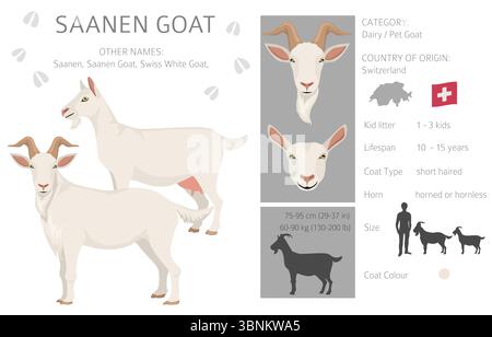 Saanen-Ziege. Infografik für Ziegenrassen. Flache Darstellung der Tierhaltung. Vektorabbildung Stock Vektor