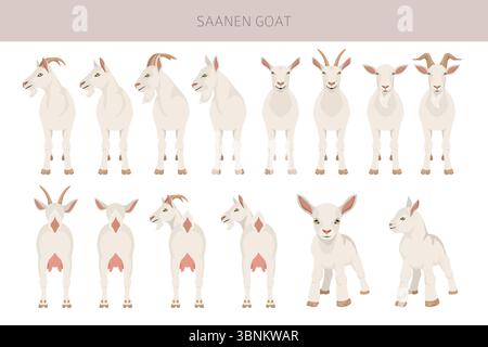 Saanen-Ziege. Infografik für Ziegenrassen. Flache Darstellung der Tierhaltung. Vektorabbildung Stock Vektor