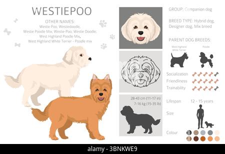 Westiepoo Clipart. West Highland White Terrier Poodle Mix. Verschiedene Fellfarben eingestellt. Vektorabbildung Stock Vektor