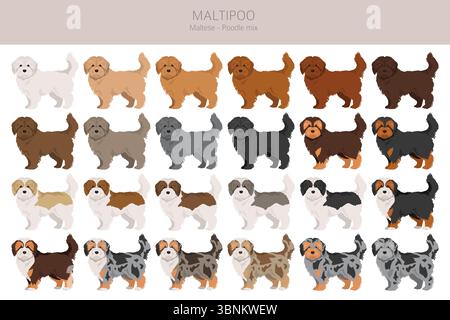 Maltipoo Clipart. Maltesische Nudelmischung. Verschiedene Lackfarben. Vektorillustration Stock Vektor