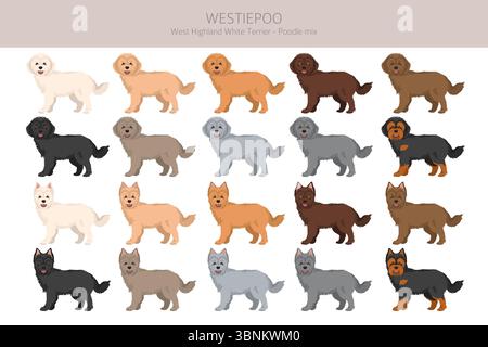 Westiepoo Clipart. West Highland White Terrier Poodle Mix. Verschiedene Fellfarben eingestellt. Vektorabbildung Stock Vektor