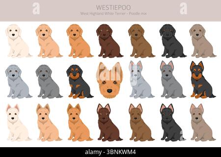 Westiepoo Clipart. West Highland White Terrier Poodle Mix. Verschiedene Fellfarben eingestellt. Vektorabbildung Stock Vektor