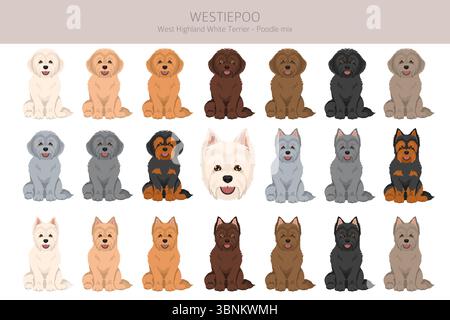Westiepoo Clipart. West Highland White Terrier Poodle Mix. Verschiedene Fellfarben eingestellt. Vektorabbildung Stock Vektor