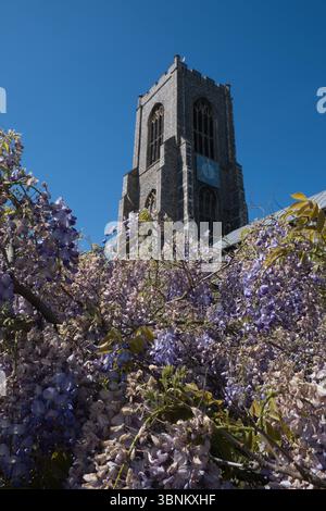 Wisterien wachsen außerhalb der Kirche St. Giles auf dem Hügel in Norwich Stockfoto