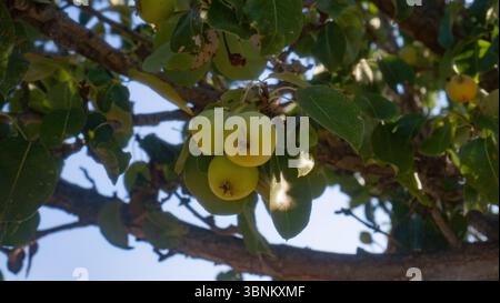 Gruppe kleiner gelber Äpfel, die im natürlichen Sommerlicht an einem Baum hängen Stockfoto