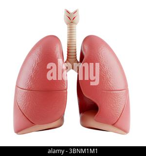 Minimalistisches 3D-Rendering der Lunge in einem weichen und glatten Renderer Stockfoto