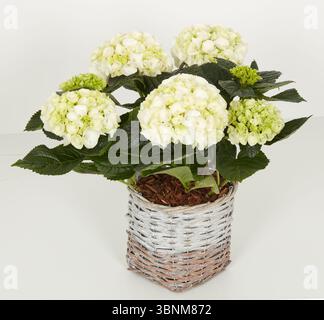 Weiße Hortensie in einem quadratischen, gewebten Korbtopf Stockfoto