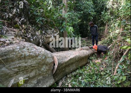 LAOS PDR, Provinz Salawan, Entwaldung, Baumschnitt / LAOS, Provinz Salavan, Entwaldung, Fälle von Bäumen Stockfoto