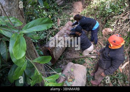 LAOS PDR, Provinz Salawan, Entwaldung, Baumschnitt / LAOS, Provinz Salavan, Entwaldung, Fälle von Bäumen Stockfoto