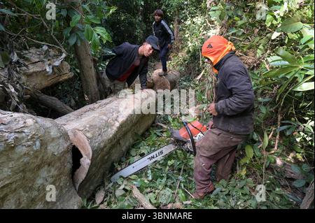 LAOS PDR, Provinz Salawan, Entwaldung, Baumschnitt mit deutscher Kettensäge STIHL mit doppelter chinesischer Klinge Sitnl / LAOS, Provinz Salavan, Entwaldung, Fälle von Bäumen Stockfoto