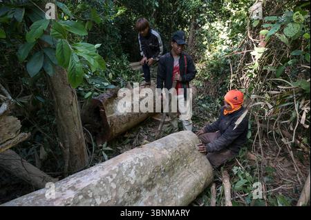 LAOS PDR, Provinz Salawan, Entwaldung, Baumschnitt / LAOS, Provinz Salavan, Entwaldung, Fälle von Bäumen Stockfoto