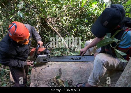 LAOS PDR, Provinz Salawan, Entwaldung, Baumschnitt mit deutscher Kettensäge STIHL mit doppelter chinesischer Klinge Sitnl / LAOS, Provinz Salavan, Entwaldung, Fälle von Bäumen Stockfoto