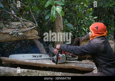 LAOS PDR, Provinz Salawan, Entwaldung, Baumschnitt mit deutscher Kettensäge STIHL mit doppelter chinesischer Klinge Sitnl / LAOS, Provinz Salavan, Entwaldung, Fälle von Bäumen Stockfoto