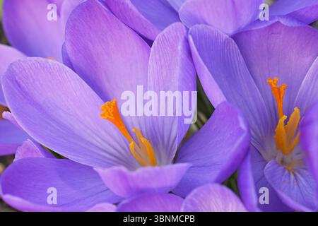 Lila Krokusse nahe beieinander, Makro Stockfoto
