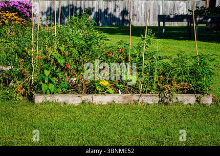 Erhöhtes Gartenbett mit Kirschtomaten in einem Gemeinschaftsgarten Stockfoto