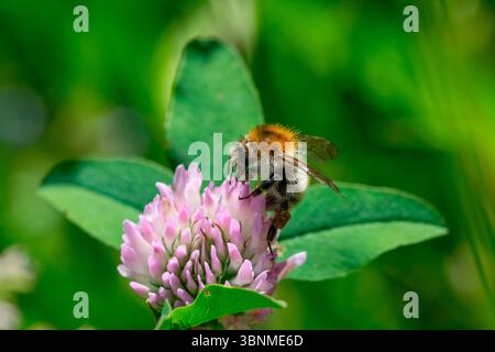 Hummel sammelt Nektar von violetten Blüten. Biene bestäubt Blüten. Stockfoto