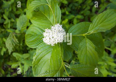 Roter Hartholz (Cornus sanguinea) - Blütenstände und Blätter Stockfoto