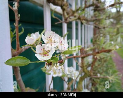 Birnenblüten auf einem Spalier Stockfoto