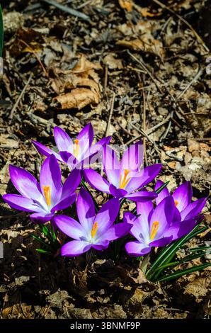Nahaufnahme einer Gruppe von Krokusblüten in der hellen Frühlingssonne vor einem Bett aus trockenen Blättern, Stockfoto