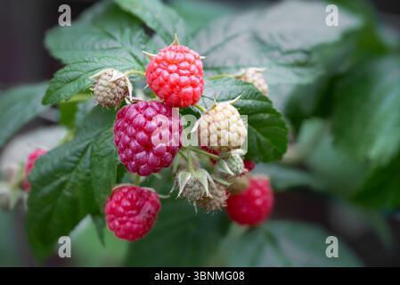 Frische Himbeeren auf einem Busch Stockfoto